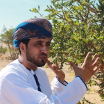 Omani vorm Weihrauchstrauch
