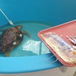 Krankenbett