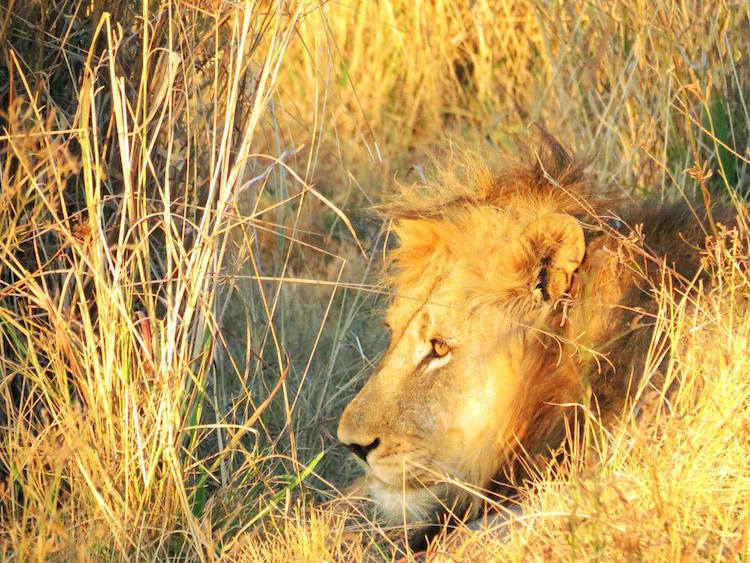 Löwe im Dinokeng Game Reserve