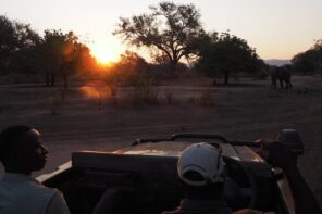 Safari in Sambia – Wie Fernsehen, nur viel besser (Mein Reise Highlight 2023)